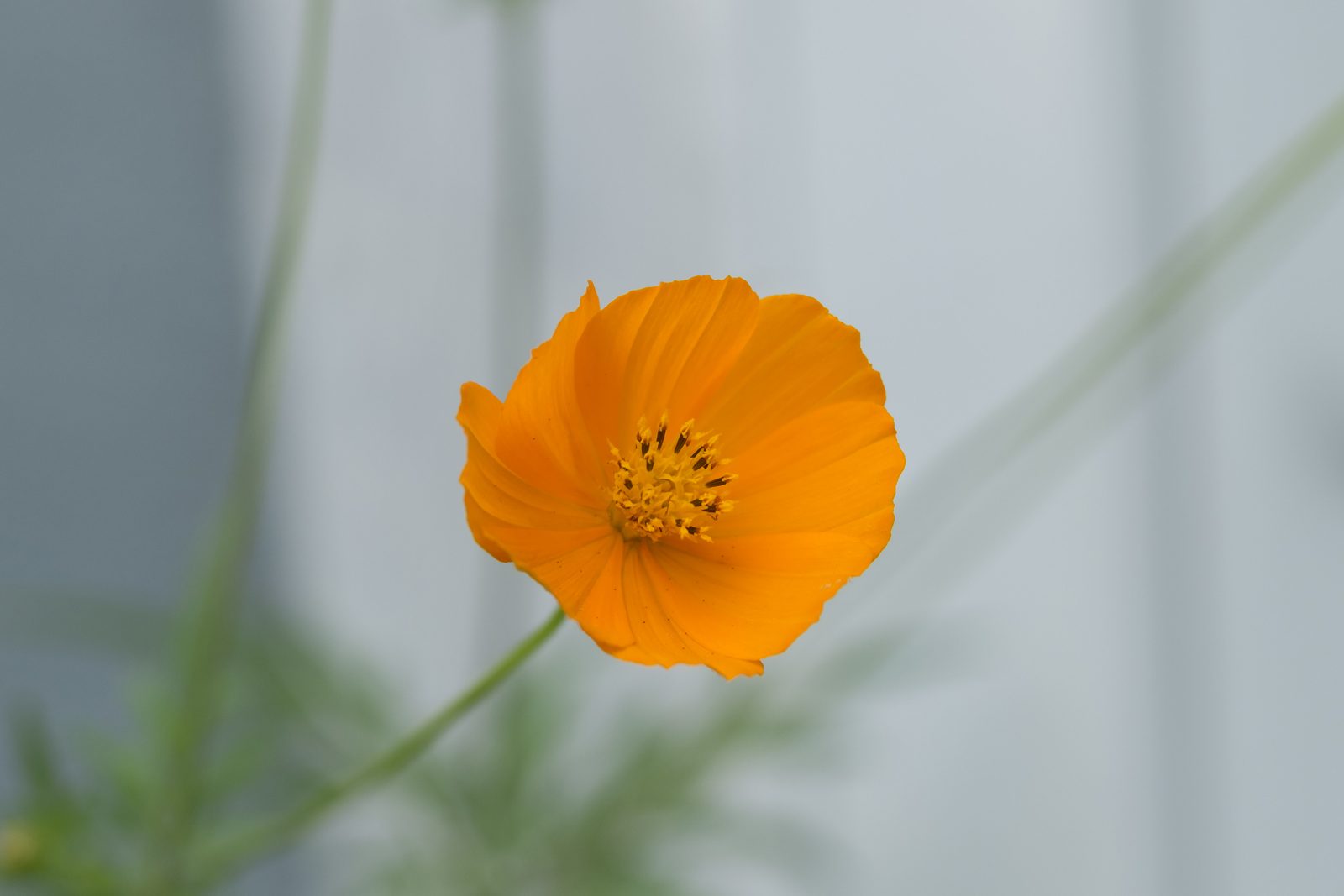 Divine Dahlia And Other Flowers — Wildflowers