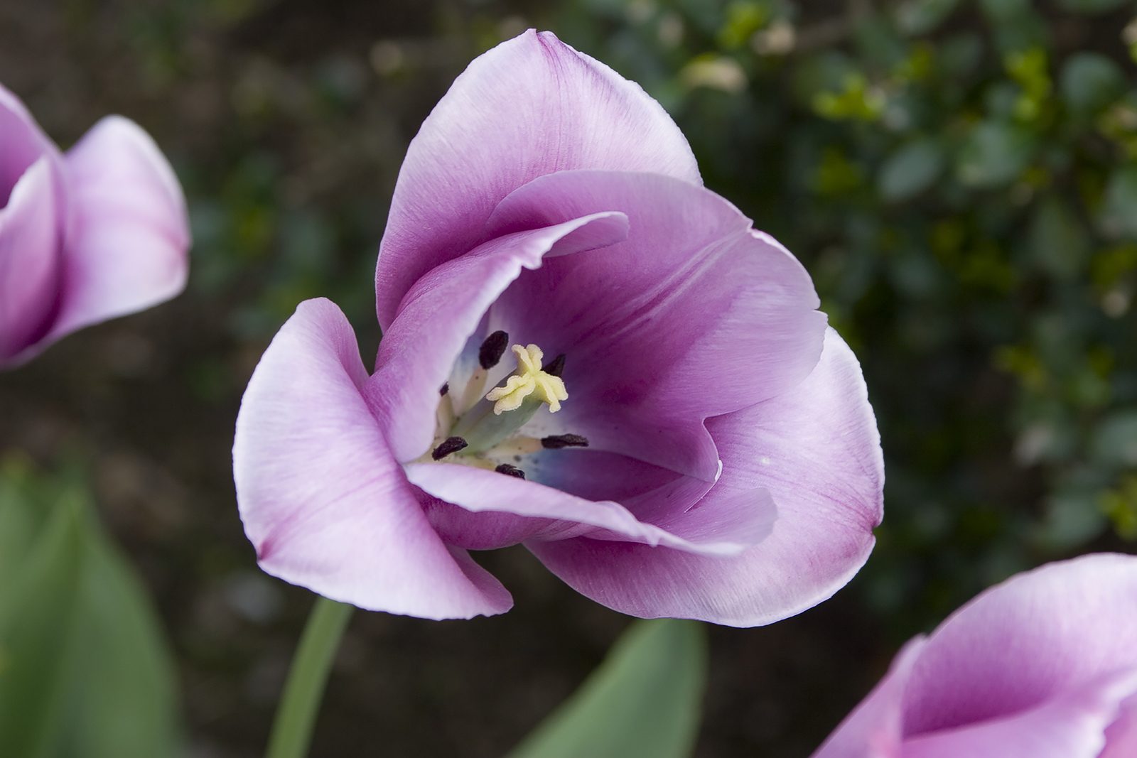 Divine Dahlia And Other Flowers — Tulips