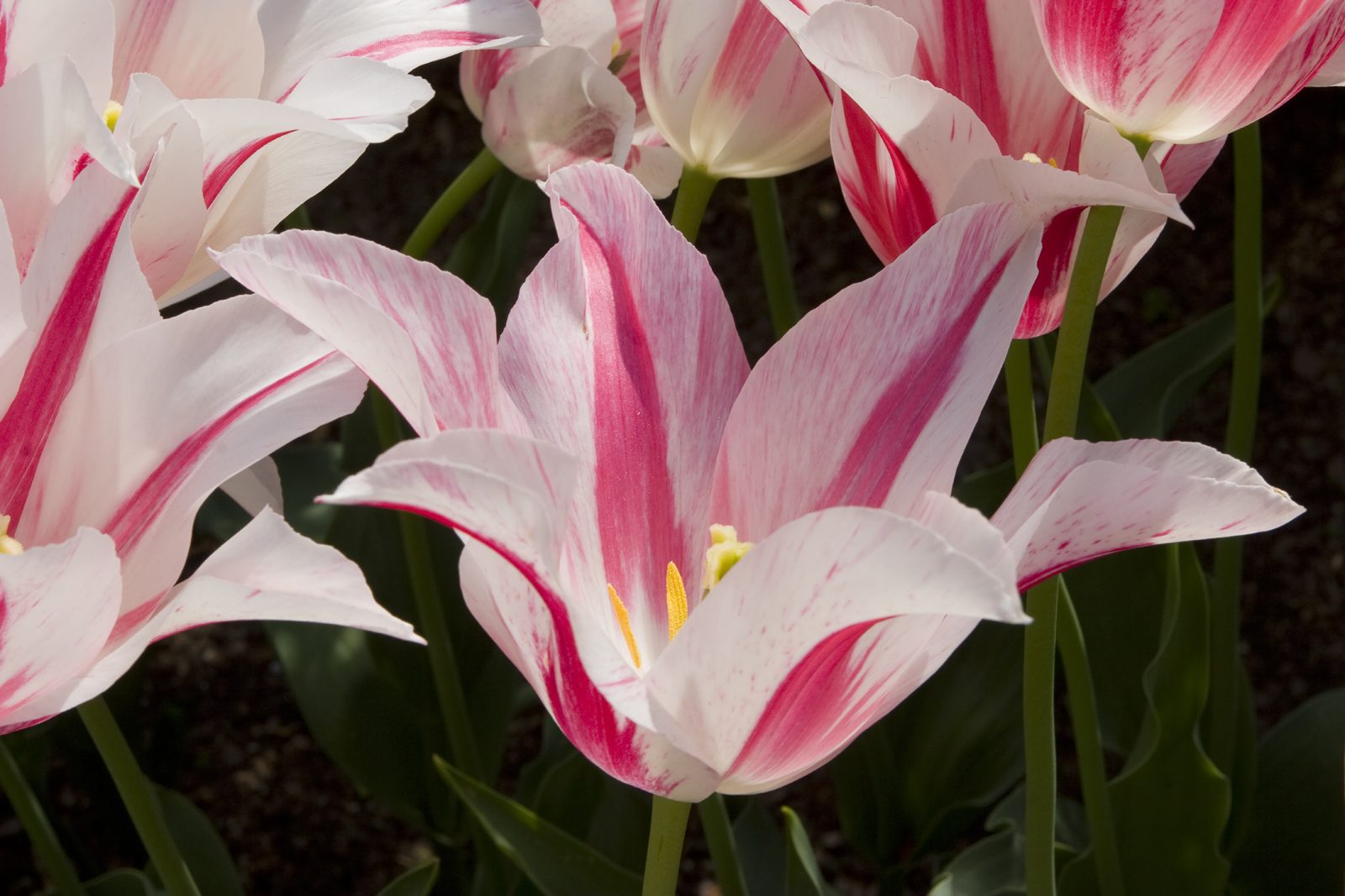 Divine Dahlia And Other Flowers — Tulips