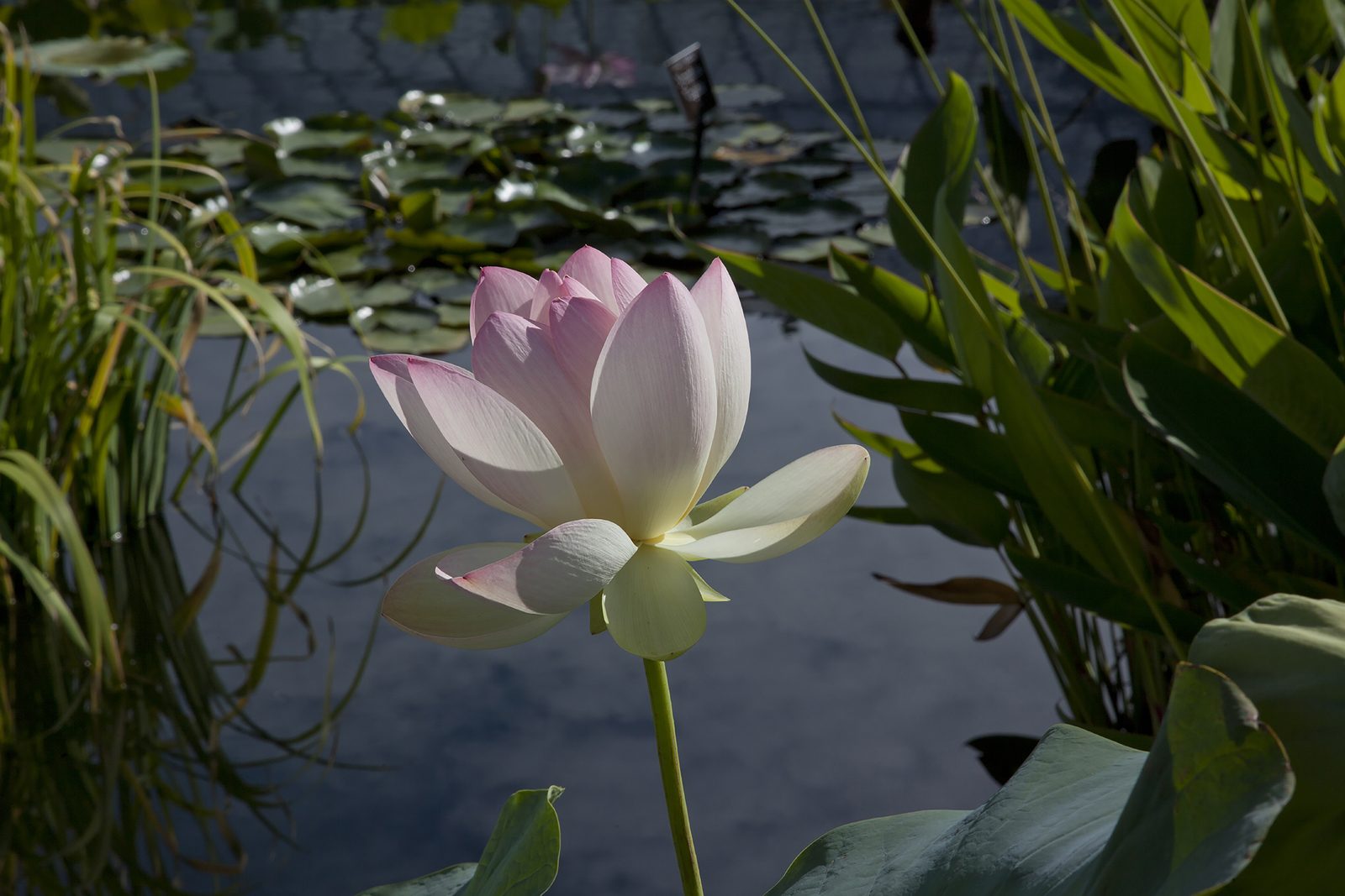 Divine Dahlia And Other Flowers — Water Lily