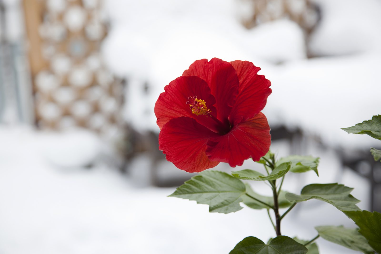 Divine Dahlia And Other Flowers — Hibicus