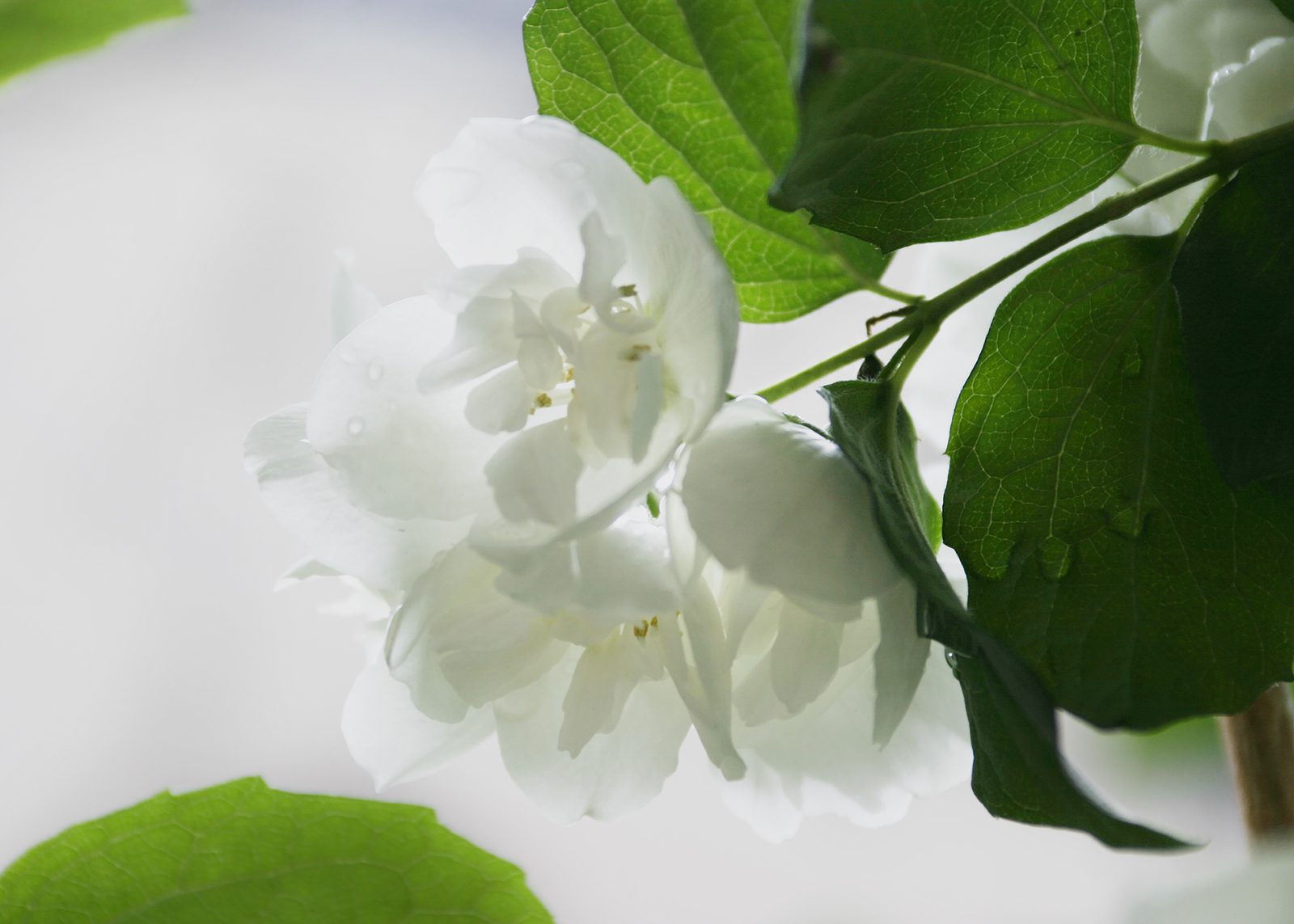 Divine Dahlia And Other Flowers — Jasmine