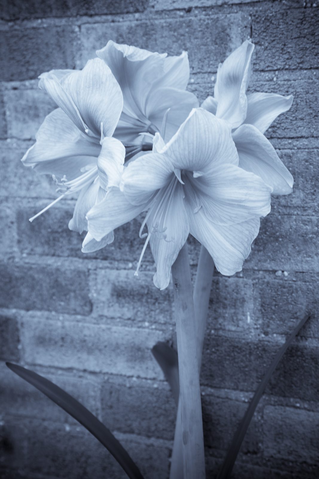 Divine Dahlia And Other Flowers — Amaryliss Exotica
