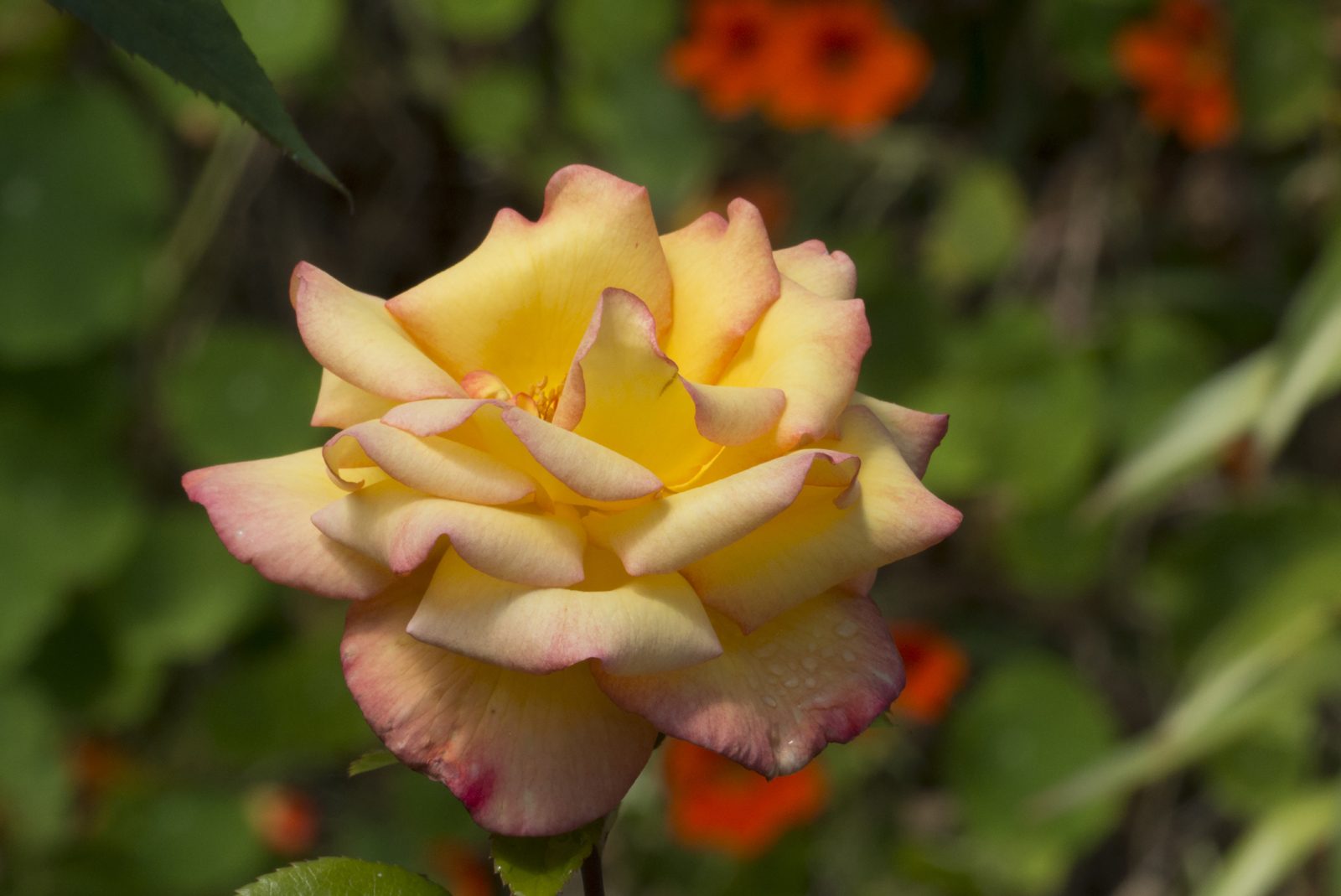 Divine Dahlia And Other Flowers — Rose