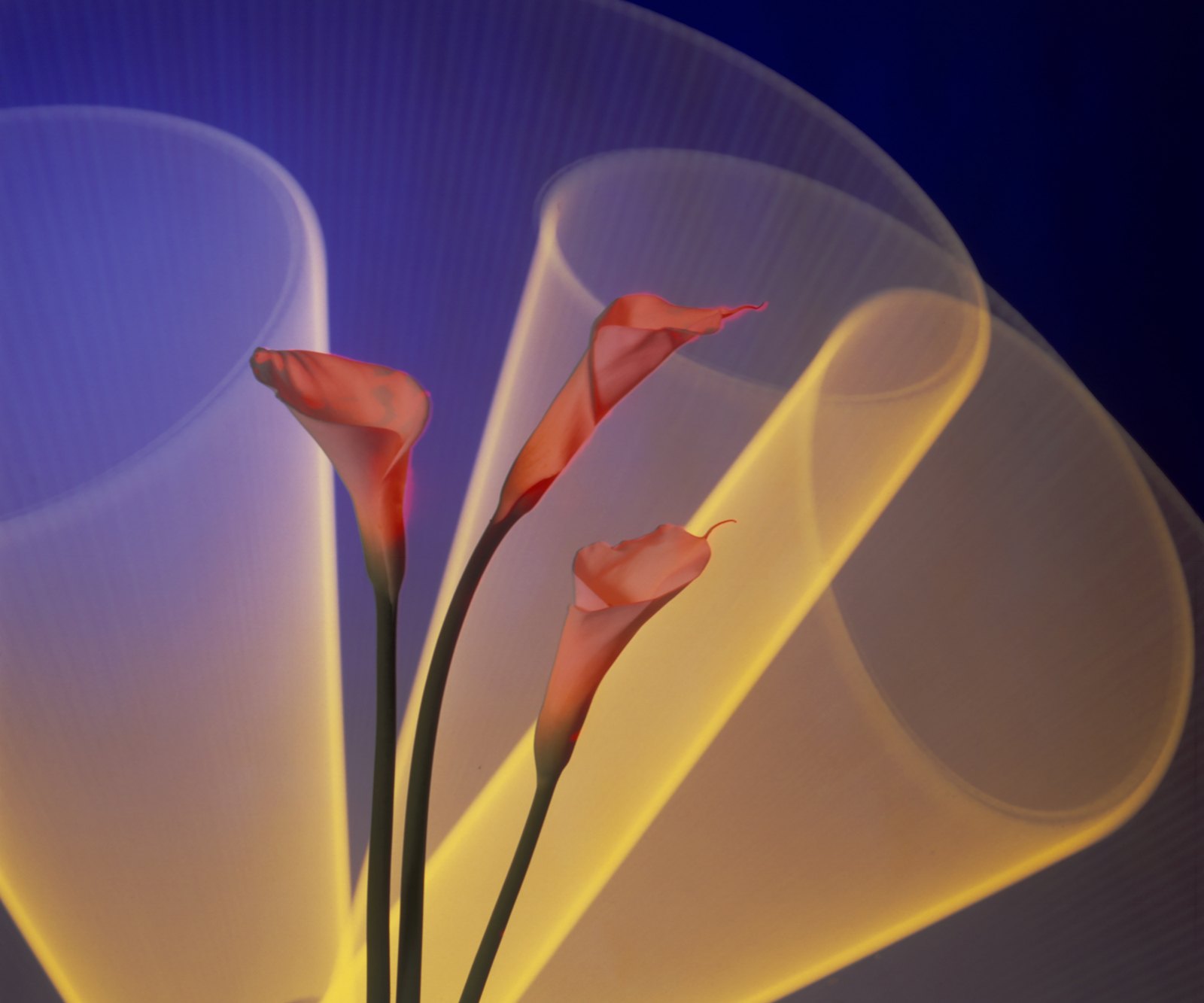 Light Drawings — Calla