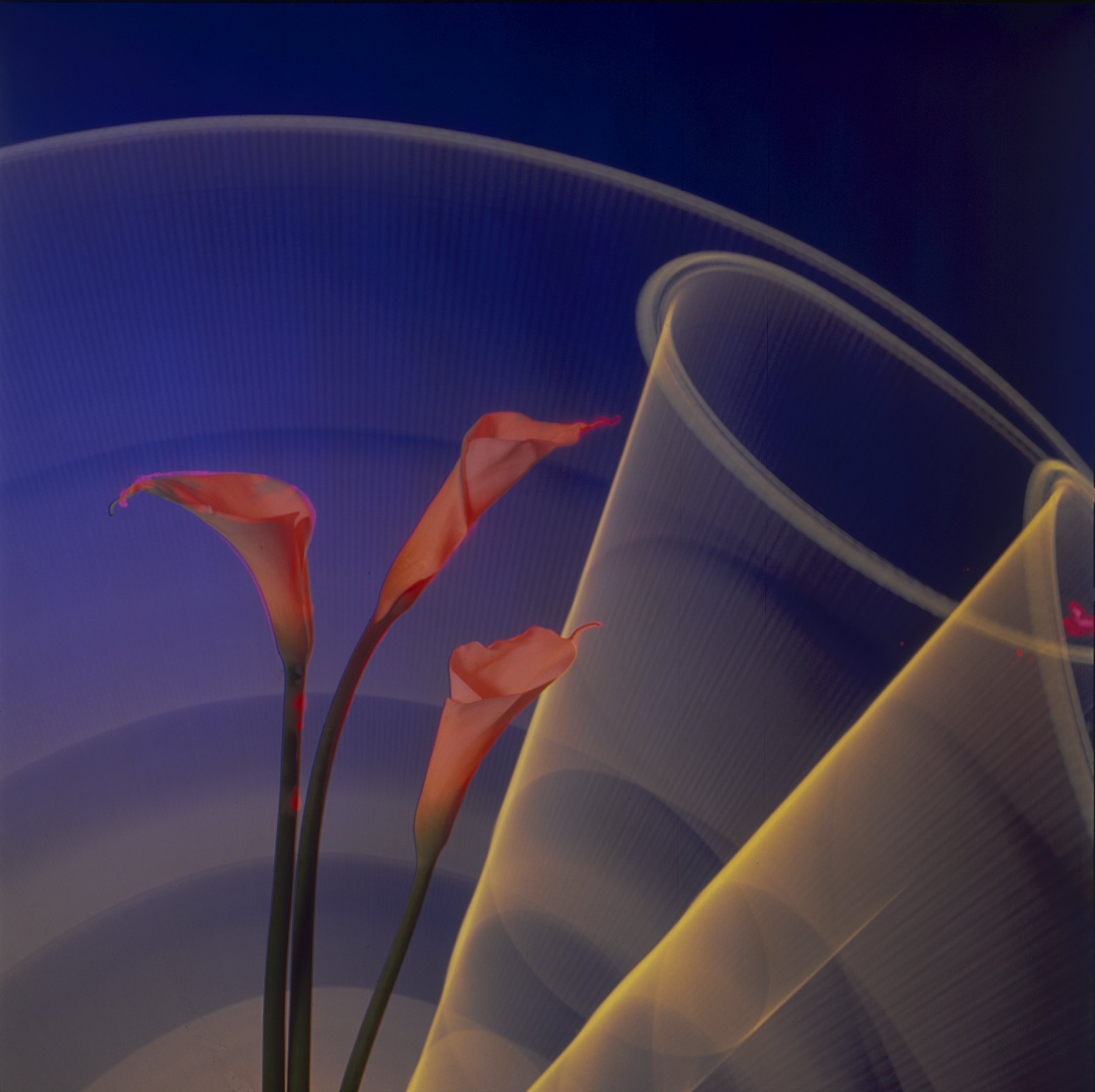 CALLA LILY