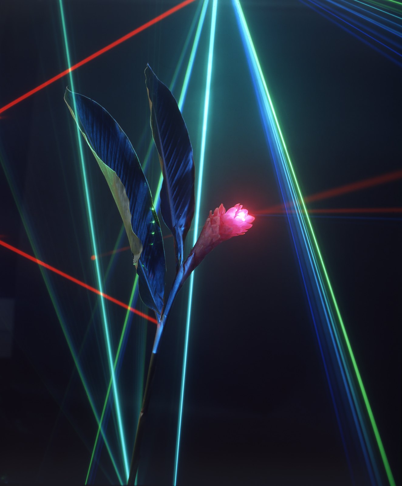 LASER JUNGLE